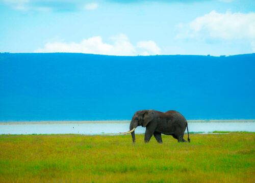 Ngorongoro Crater Day Trip