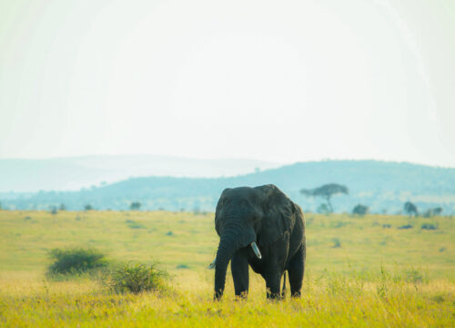 Tarangire National Park Day Trip