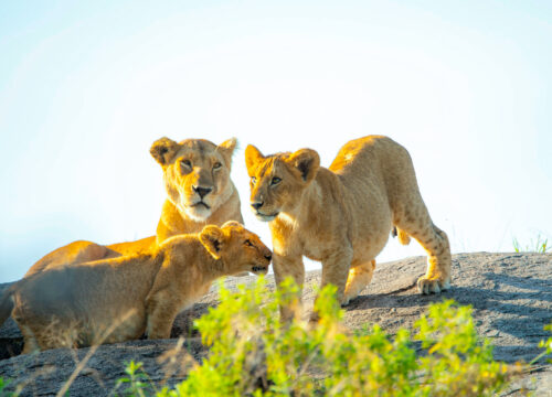 3-Day Tanzania Safari