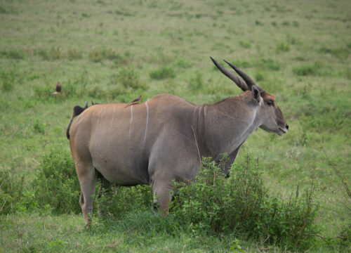 4-Day Tanzania Safari