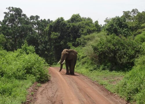 Lake Manyara National Park Day Trip
