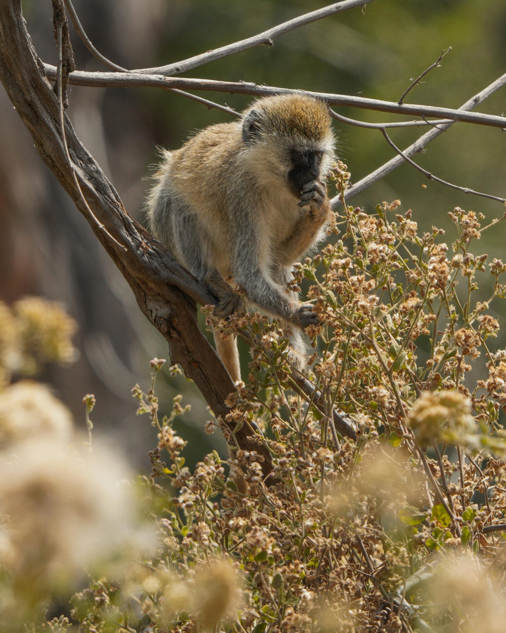 Lake Manyara National Park