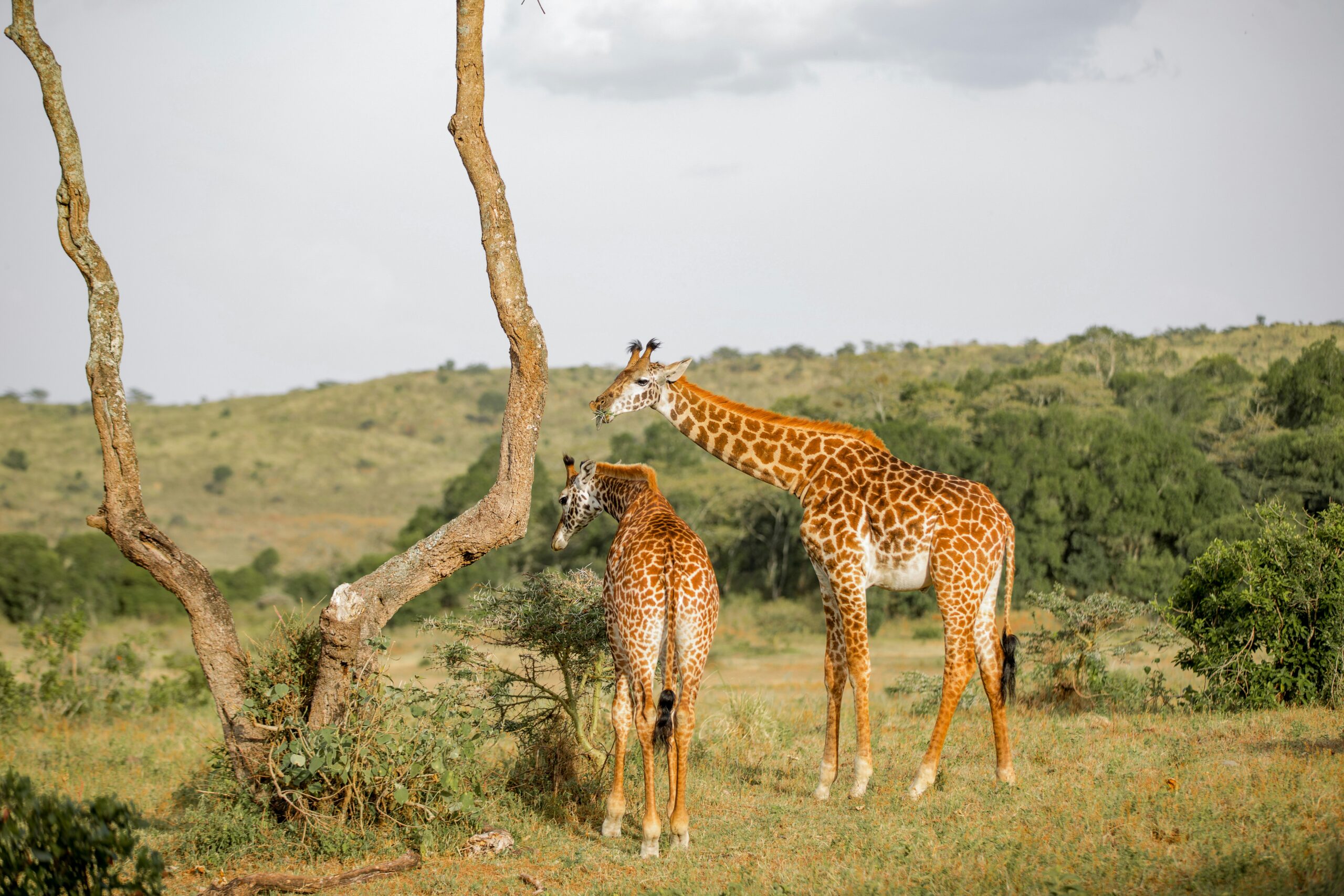 Arusha Naational Park